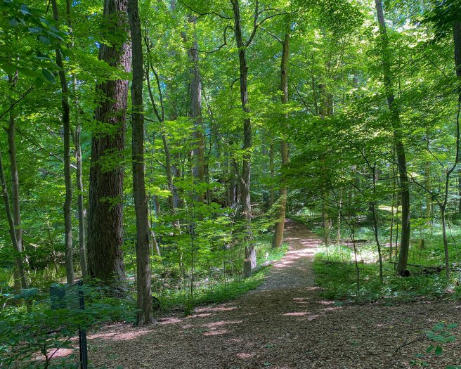 Forest Walk Longwood Gardens